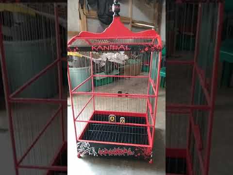 Kicau Mania Sangkar Burung Variasi Kanibal