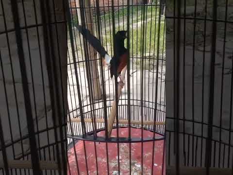 kelakuan kicau mania , buat gaya sulit HiHiHi