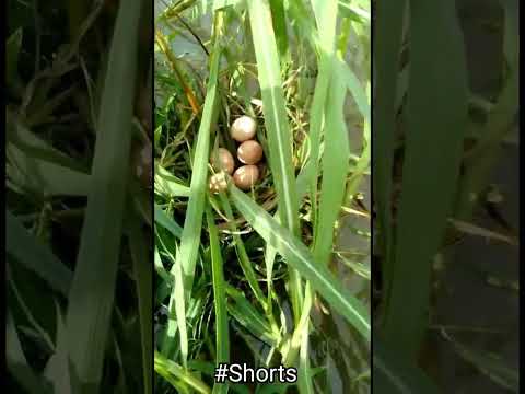 LIHAT PERTANDA INI ‼️PASTI  SPOT CASTING IKAN GABUS PALING POTENSIAL STRIKE ON #shorts