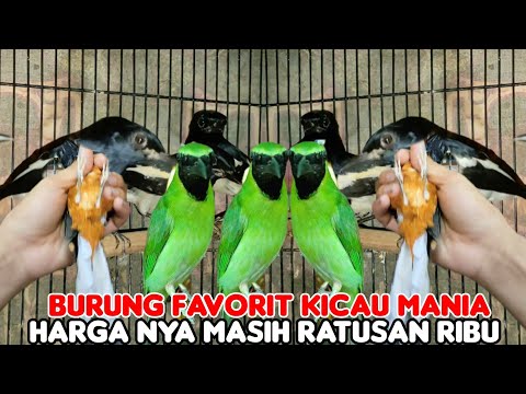 BURUNG FAVORIT KICAU MANIA.KACER,MURAI BATU,CUCAK IJO MASI DI HARGA RATUSAN RIBU