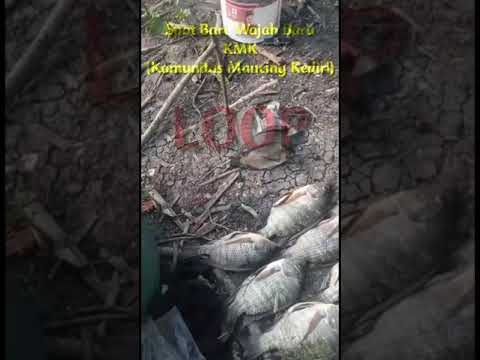 LOOP!!! Spot Baru Wajah Baru | KMK (Komunitas Mancing Kediri) #shorts