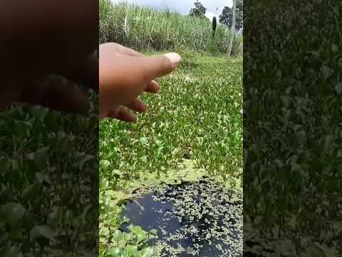 spot rawa mancing ikan wader | micro fishing