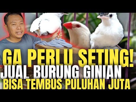 5 BURUNG MURAI BATU MUTASI, YANG JADI PRIMADONA KICAU MANIA MANCA NEGARA ALA PEREMAN BF TANGERANG