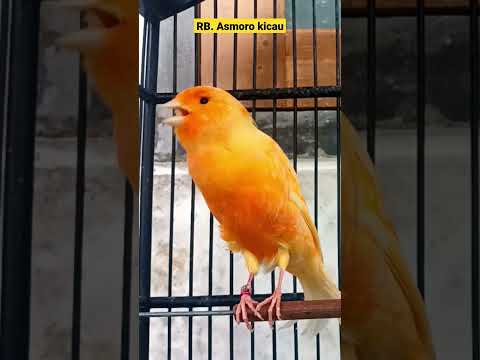 suara burung kenari gacor ngerol || kenari mania || kicau mania || canary singing | canaries singing