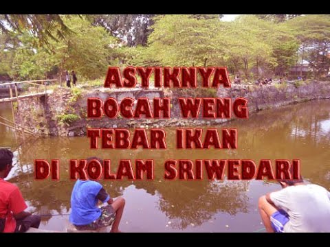MANCING Dan MAKAN Gratis…Komunitas 5 WENG Tebar Ribuan IKAN Di Segaran SRIWEDARI-Solo (16-10-2021)