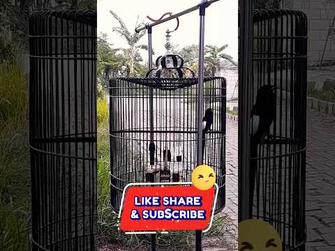 MATERI HARIAN BONGKAR MURAI BATU ISTIMEWA