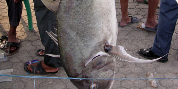 Kiat Mancing Ikan Kuwe Menggunakan Kenur Kecil
