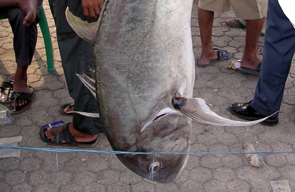 kiat-mancing-ikan-kuwe-menggunakan-kenur-kecil