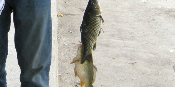 Umpan Air Tawar : Racikan Umpan Mas Dadakan Kilo Gebrus & Harian Dari Djempol