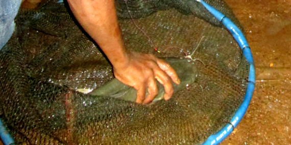 Umpan Air Tawar : Racikan Umpan GT Lele Usus Ayam