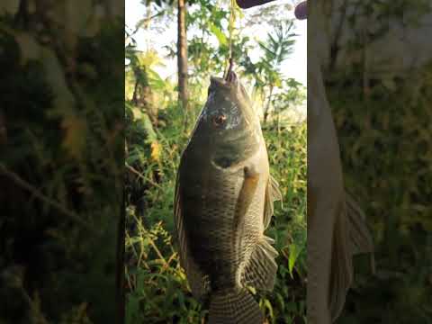 GOKIL JORAN SULTAN !!RAPALA KERANGA 1-3LB Di PAKAI MANCING MUJAIR #SHORTS