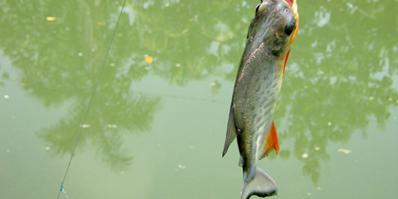 Umpan Air Tawar : Racikan Umpan Bawal Menggunakan Jangkrik & Essen