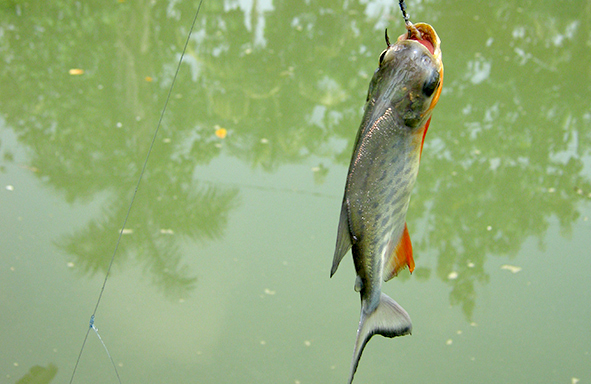 umpan-air-tawar-:-racikan-umpan-bawal-menggunakan-jangkrik-&-essen