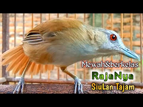 mewah dan berkelas rajanya siulan tajam sang guru vokal khas pelanduk semak.-kicau mania.