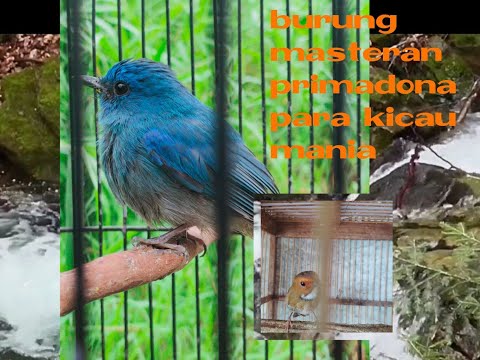 Pesona kicau #BURUNGUNIK PRIMADONA PARA KICAU MANIA UNTUK MASTERAN BURUNG JUARA.