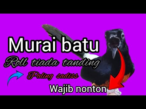 WAJIB NONTON BIKIN GEMETAR MURAI BATU YANG MENDENGAR NYA BIKIN KICAU MANIA GELENG KEPALA #VIRAL