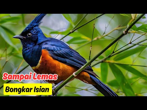 Pancing Emosi Murai Batu! Rahasia Gacor Dalam Sekejap!