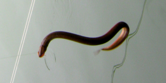 Tips Lawas Mancing Belut Pakai Alat Sederhana, Tapi Mengasikkan