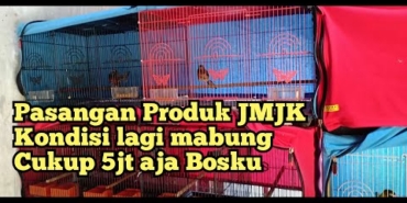 Pasangan || Murai Batu Produktif aktif cukup 5jt aja bosku kondisi mabung Monggo wa/von 081332484837
