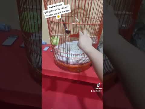 CARA HIDUP BAHAGIA KICAU MANIA‼️(5)