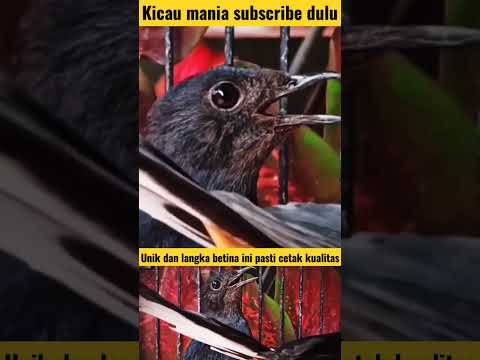 Rekomendasi buat kicau mania ternak murai batu pilih yg berkualitas sebelum menyesal‼️