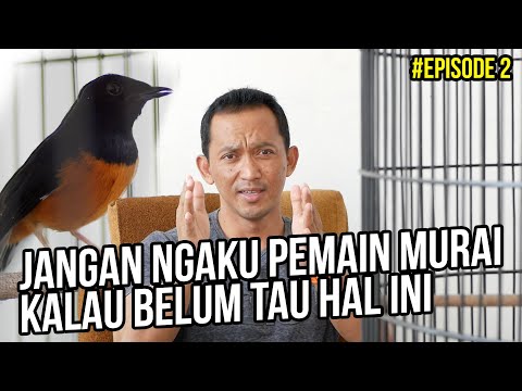 Serial Perawatan Harian Murai Batu Spesial Untuk Kicau Mania #Episode2