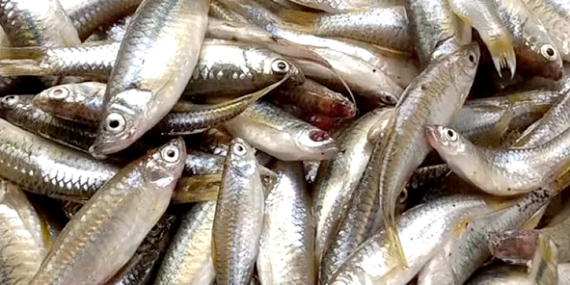 Tips Mancing Wader, Ukurannya Kecil Mudah Dipancing