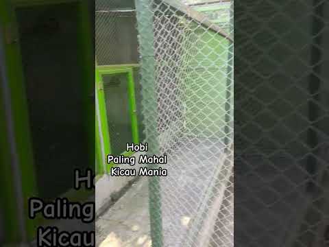 Hobi Paling Mahal Itu Kicau Mania #satyabirdfarm #kicaumania #merakblorok #merak