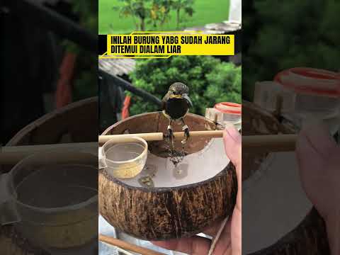 burung sogok ontong langka #burung #mangkicauoffecial #kicaumania #burungkicaudialamliar #birds