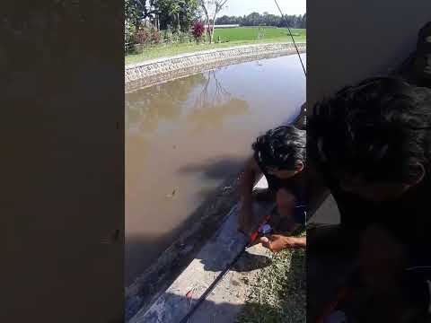 dobel strike || micro fishing