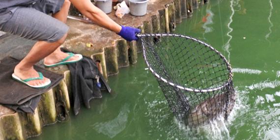 Umpan Air Tawar : Racikan Umpan GT Lele Induk Pakai Cacing Sutra