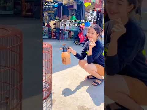 cewe idaman kicau mania nih