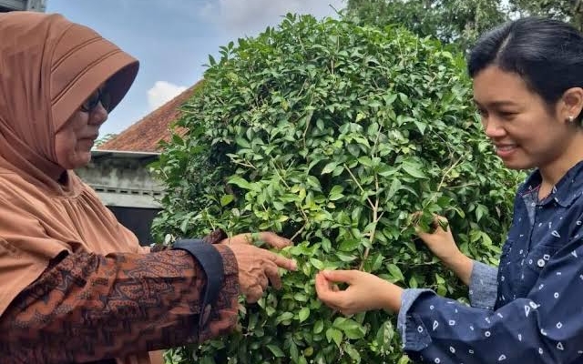 kemuning,-tanaman-asli-indonesia-yang-bisa-jadi-inang-bakteri