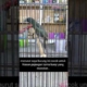 #pesonakicau . Burung cantik ini jadi primadona para kicau mania dan kolektor burung unik .
