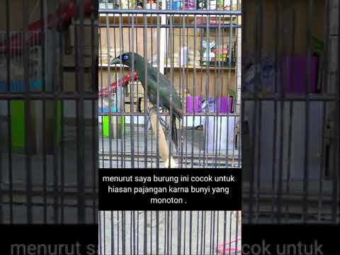 #pesonakicau . Burung cantik ini jadi primadona para kicau mania dan kolektor burung unik .