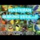 Masteran burung kecil paling dicari para kicau mania #MasteranBurungKecil #MasteranSpeedRapat