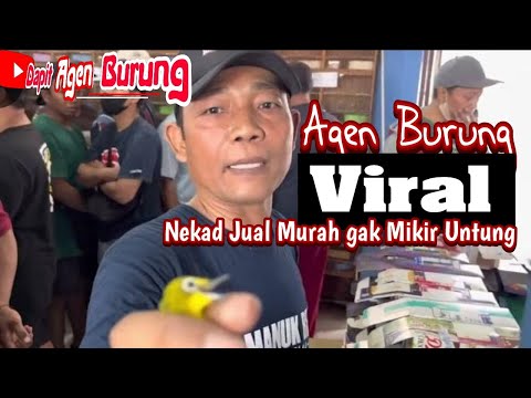 Terviral di sidoarjo !!! Kusus nya kicau mania di sini burung di jual murah & pilihan burung banyak