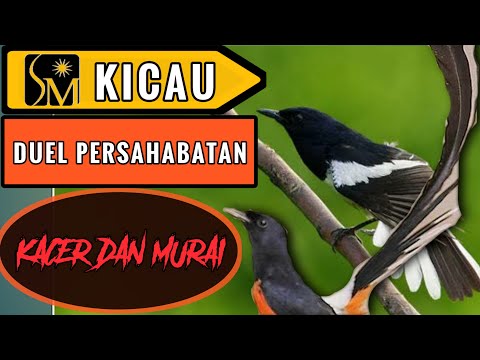 KICAU MANIA LUBUK LINGGAU LATBERAN  KACER DAN MURAI BATU