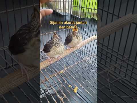 CARA MEMBEDAKAN ANAKAN MURAI BATU JANTAN DAN BETINA#muraibatu#kicaumania#shortvideo#fypシ゚viral