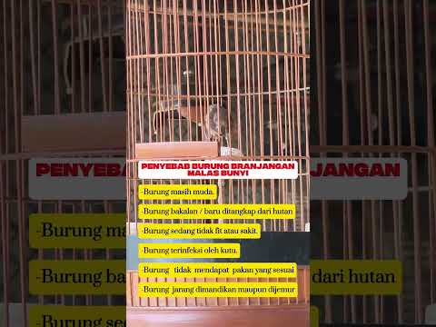 rawatan burung branjangan Rajin Berkicau #burung #mangkicauoffecial #kicaumania #burungkicaudialamli