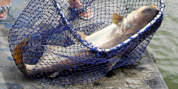 5 Lele Terbesar yang Pernah Ditangkap, Beratnya Ada yang Ratusan Kilo