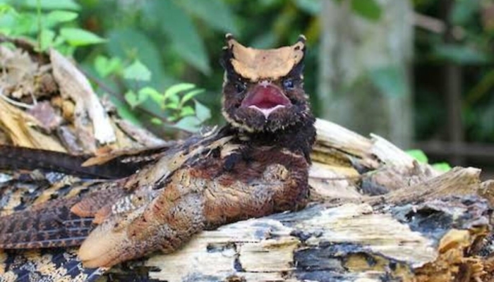 burung-misterius-mirip-naga-ini-bisa-ditemukan-di-indonesia,-seperti-apa-wujudnya?