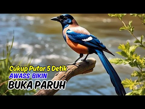 MASTERAN MURAI BATU SUARA JERNIH, FULL ISIAN BIKIN MURAI LANGSUNG NYAUT