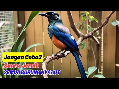 Masteran Murai Batu dari Burung Asli – Hasil Lebih Alami dan Bervariasi