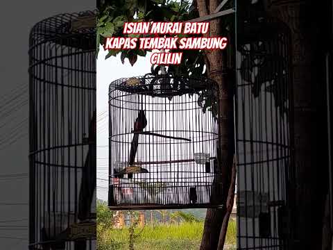 ISIAN MURAI BATU KAPAS TEMBAK SAMBUNG CILILIN//GACOR DOR