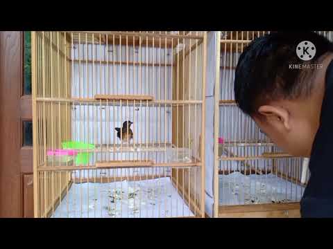 Murai Batu Ring JMJK 3Ekor Meluncur ke kota Kendal Bosku Midin Trimaksih Bosku [Promo-JMJK]