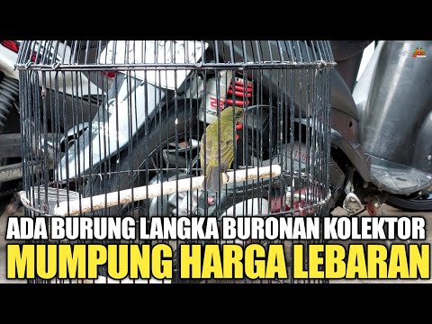 MUMPUNG HARGA LEBARAN ! ADA BURUNG LANGKA PALING DI BURU KICAU MANIA !