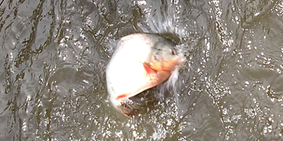 Umpan Air Tawar : Racikan Umpan Ikan Bawal Empang