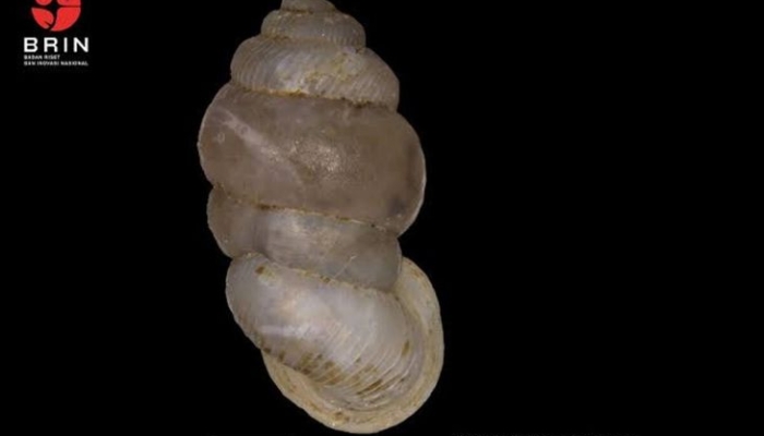 ekspedisi-sejak-2022,-peneliti-brin-ungkap-spesies-baru-keong-darat-di-pulau-bacan