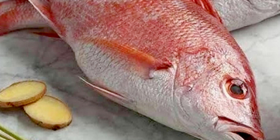 Tips Mancing Kakap Merah, Piranti yang Digunakan, Lokasi & Umpan